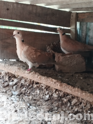 ঘুঘু পাখি